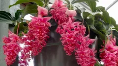 見た目は元気でも1か月で弱る鉢花：室内向きと“季節もの”を見分ける6つのポイント