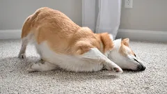 愛犬がカーペットに顔をこすりつけていませんか？見逃せない主な原因と兆候